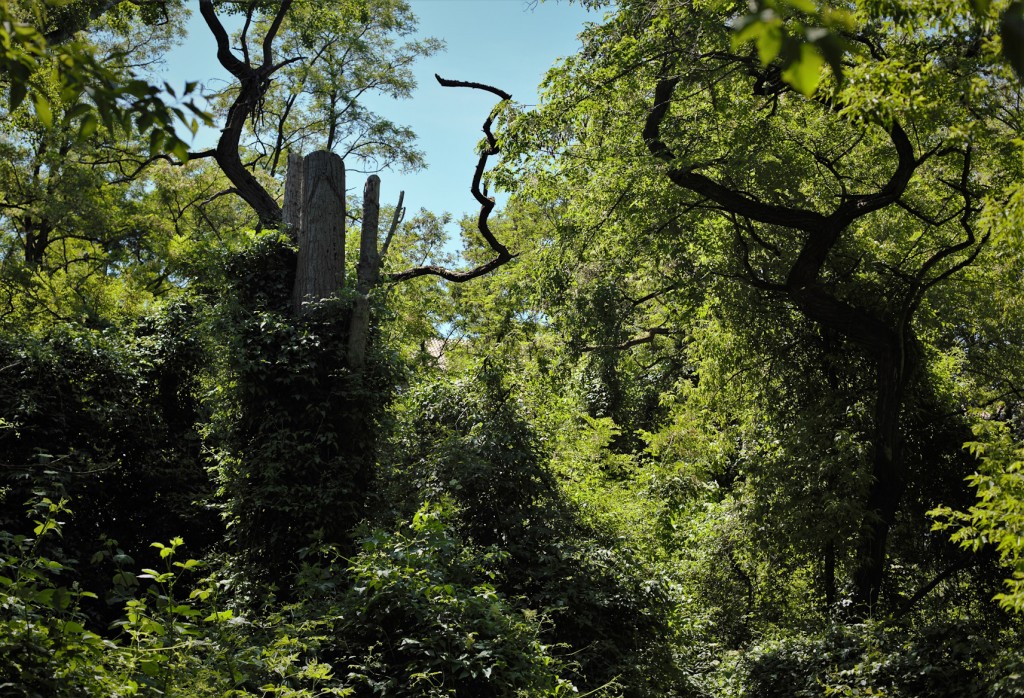 Tiny urban forests - berlininfo expert tours