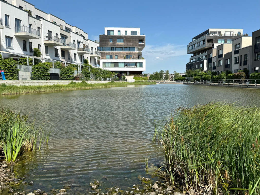 Schwammstadt Quartier Berlin Köpenick an der Spree, Blick in das schilfbestandene Wasserbecken, das Regenwasser auffängt. Links und rechts davon Zeilen mit neuen Wohnungen.